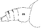 Espèce Euchirella truncata - Planche 16 de figures morphologiques