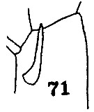 Espèce Euchirella truncata - Planche 17 de figures morphologiques