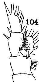 Espèce Euchirella truncata - Planche 18 de figures morphologiques