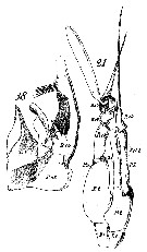 Espèce Euchaeta acuta - Planche 7 de figures morphologiques
