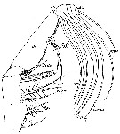 Species Euchaeta acuta - Plate 11 of morphological figures