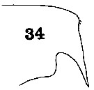 Espèce Euchaeta tenuis - Planche 7 de figures morphologiques
