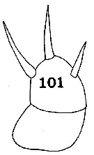 Espèce Lophothrix latipes - Planche 10 de figures morphologiques