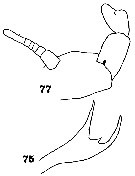Espèce Centraugaptilus lucidus - Planche 3 de figures morphologiques