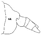 Espèce Centraugaptilus macrodus - Planche 2 de figures morphologiques
