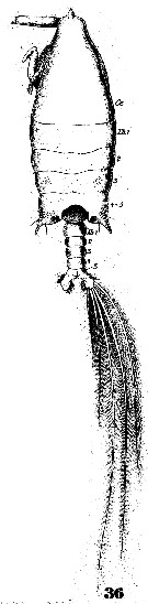 Espèce Arietellus setosus - Planche 12 de figures morphologiques