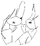 Espèce Arietellus setosus - Planche 15 de figures morphologiques