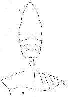 Espèce Centraugaptilus horridus - Planche 6 de figures morphologiques