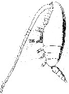 Espèce Ctenocalanus vanus - Planche 9 de figures morphologiques