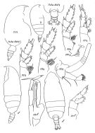 Species Euchirella rostrata - Plate 3 of morphological figures