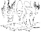 Espèce Acartia (Acartiura) clausi - Planche 26 de figures morphologiques
