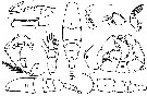 Espèce Acartia (Acartiura) clausi - Planche 27 de figures morphologiques