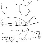 Species Neocalanus robustior - Plate 10 of morphological figures