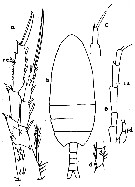 Espèce Paracalanus parvus - Planche 14 de figures morphologiques