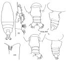 Espèce Euchirella venusta - Planche 2 de figures morphologiques