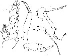 Espèce Scottocalanus persecans - Planche 8 de figures morphologiques