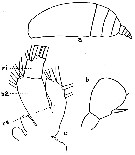 Species Pseudoamallothrix ovata - Plate 12 of morphological figures