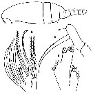 Espèce Scolecithrix pacifica - Planche 1 de figures morphologiques