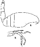 Espèce Scaphocalanus major - Planche 3 de figures morphologiques