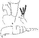 Espèce Metridia lucens - Planche 10 de figures morphologiques