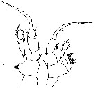 Espèce Heterorhabdus clausi - Planche 4 de figures morphologiques