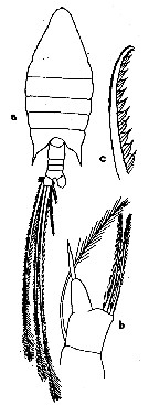 Espèce Arietellus setosus - Planche 16 de figures morphologiques