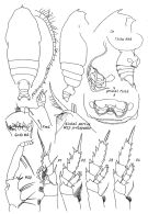 Espèce Gaetanus brachyurus - Planche 1 de figures morphologiques