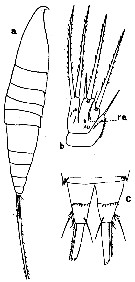 Espèce Microsetella rosea - Planche 3 de figures morphologiques