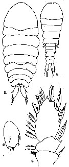 Species Sapphirina iris - Plate 4 of morphological figures
