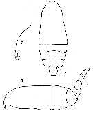 Espèce Clausocalanus furcatus - Planche 5 de figures morphologiques