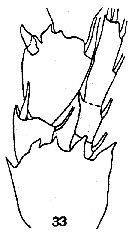 Espèce Clausocalanus furcatus - Planche 7 de figures morphologiques