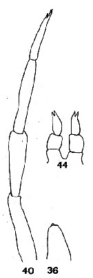 Espèce Clausocalanus furcatus - Planche 8 de figures morphologiques