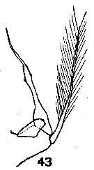 Espèce Acartia (Acartiura) bermudensis - Planche 4 de figures morphologiques