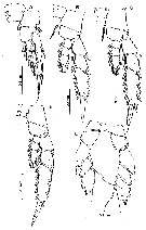 Espèce Nullosetigera auctiseta - Planche 3 de figures morphologiques