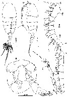 Espèce Nullosetigera auctiseta - Planche 5 de figures morphologiques