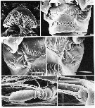 Espèce Nullosetigera auctiseta - Planche 4 de figures morphologiques