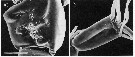 Espèce Nullosetigera helgae - Planche 12 de figures morphologiques