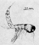 Species Distioculus minor - Plate 3 of morphological figures