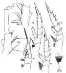 Espèce Gaetanus brevispinus - Planche 5 de figures morphologiques