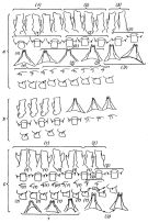 Espèce Gaetanus brevispinus - Planche 6 de figures morphologiques