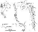 Espèce Clausocalanus mastigophorus - Planche 10 de figures morphologiques