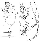 Espèce Clausocalanus mastigophorus - Planche 11 de figures morphologiques