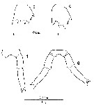 Espèce Clausocalanus minor - Planche 7 de figures morphologiques