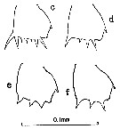 Species Clausocalanus pergens - Plate 9 of morphological figures