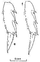 Species Clausocalanus parapergens - Plate 9 of morphological figures