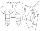 Species Gaetanus kruppii - Plate 5 of morphological figures