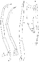 Espèce Clausocalanus parapergens - Planche 11 de figures morphologiques