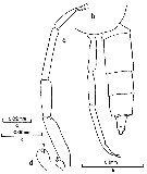 Espèce Clausocalanus pergens - Planche 11 de figures morphologiques