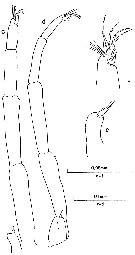 Espèce Clausocalanus jobei - Planche 12 de figures morphologiques