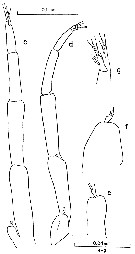 Espèce Clausocalanus farrani - Planche 11 de figures morphologiques